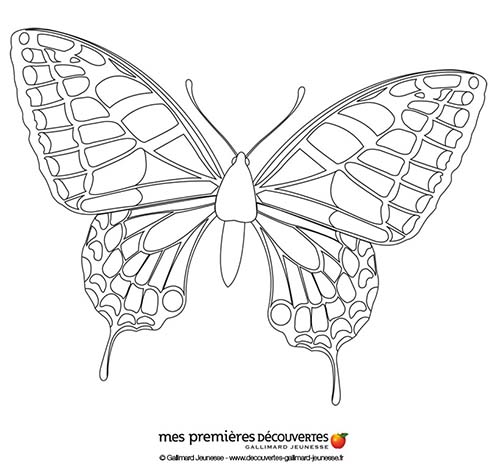 Coloriages-Mes-premieres-decouvertes-Coloriage-dun-papillon.jpg