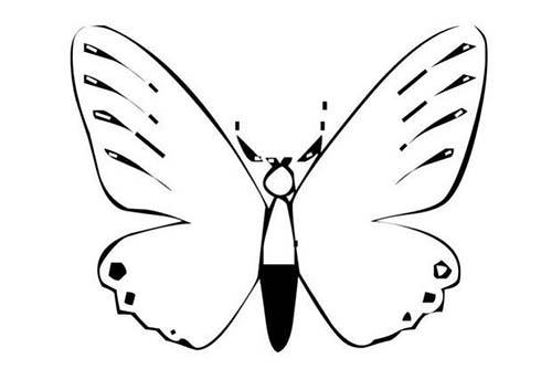 Coloriages-de-papillons-Coloriage-dun-papillon-N-13.jpg