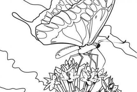 Coloriages-de-papillons-Le-papillon-se-pose-sur-une-fleur.jpg