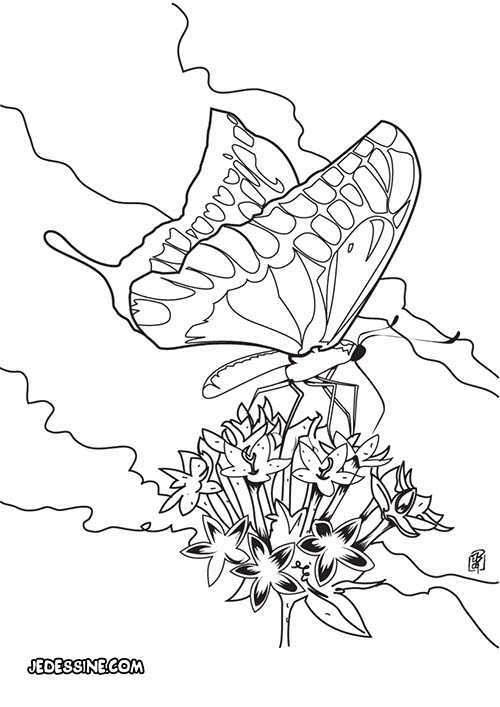 Coloriages-de-papillons-Le-papillon-se-pose-sur-une-fleur.jpg