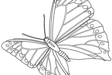 Coloriages-de-papillons-Papillon-en-plein-vol.jpg