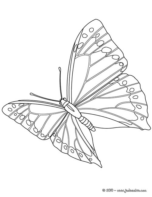 Coloriages-de-papillons-Papillon-en-plein-vol.jpg