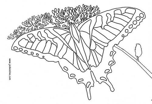 Coloriages-de-papillons-Papillon-multicolore.jpg