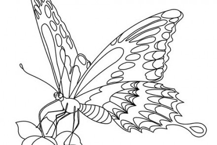 Coloriages-de-papillons-Papillon-pose-sur-une-fleur.jpg